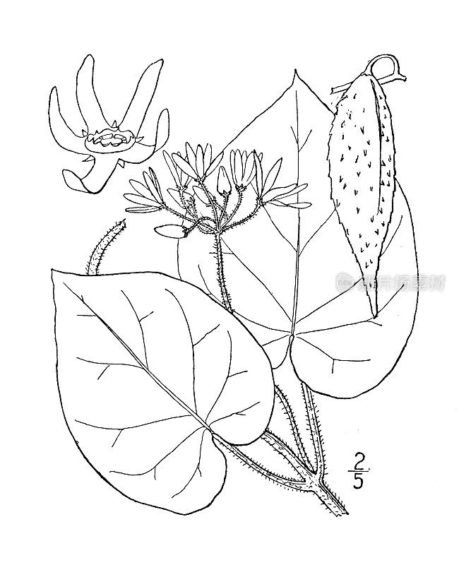 古植物学植物插图:肖特Vincetoxicum Shortii，肖特Vincetoxicum